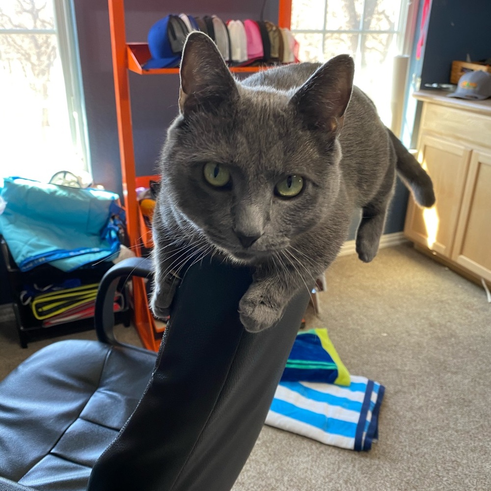 Meet your Posher, Carrie